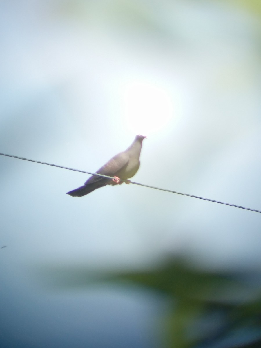 Pigeon à couronne blanche - ML175591211