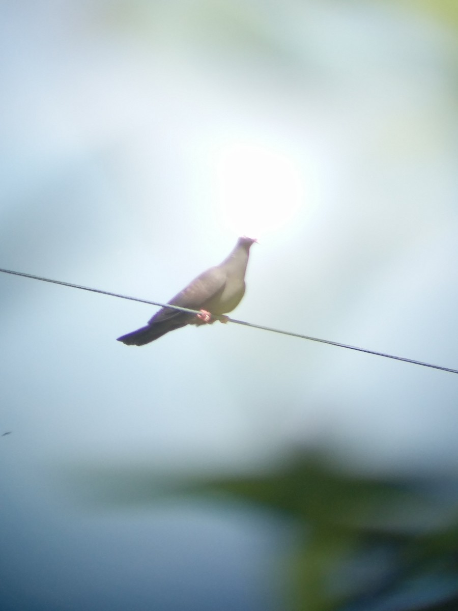 White-crowned Pigeon - ML175591211