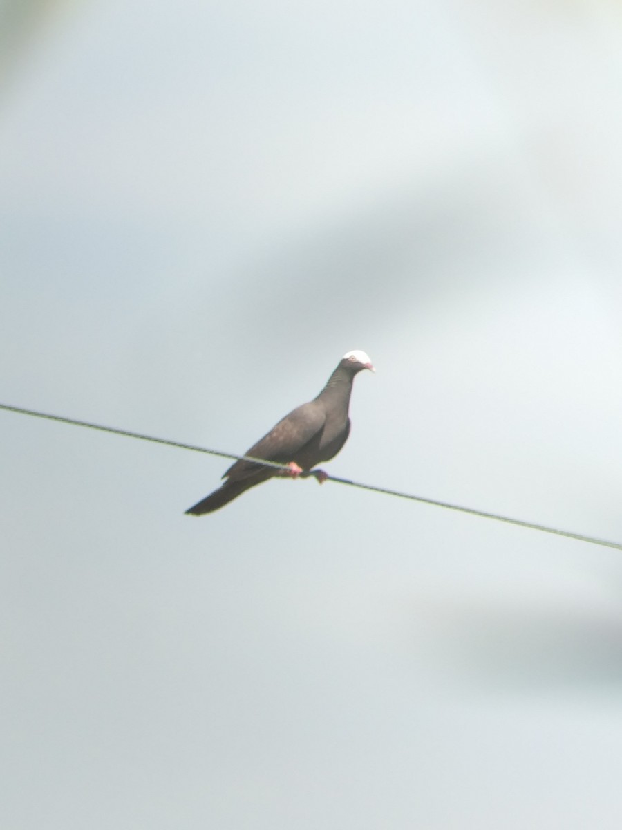 Pigeon à couronne blanche - ML175591301