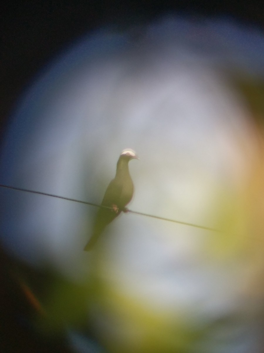 White-crowned Pigeon - ML175591321