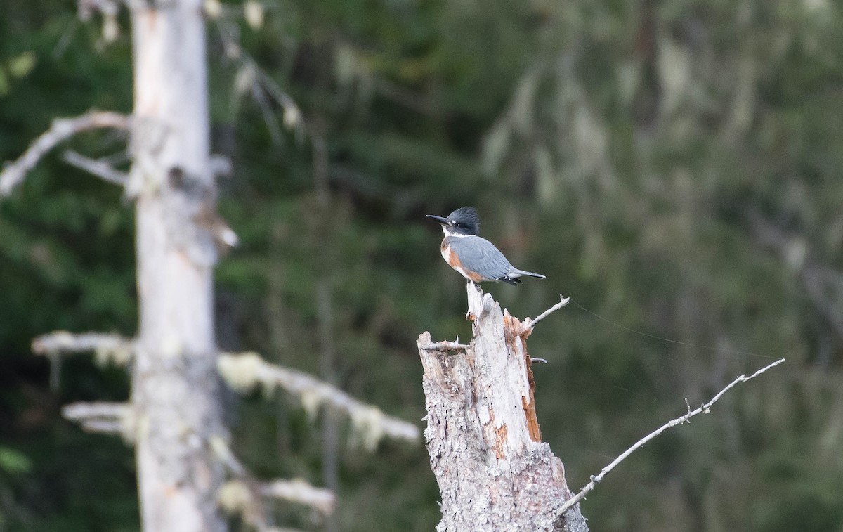 Belted Kingfisher - Annie Lavoie