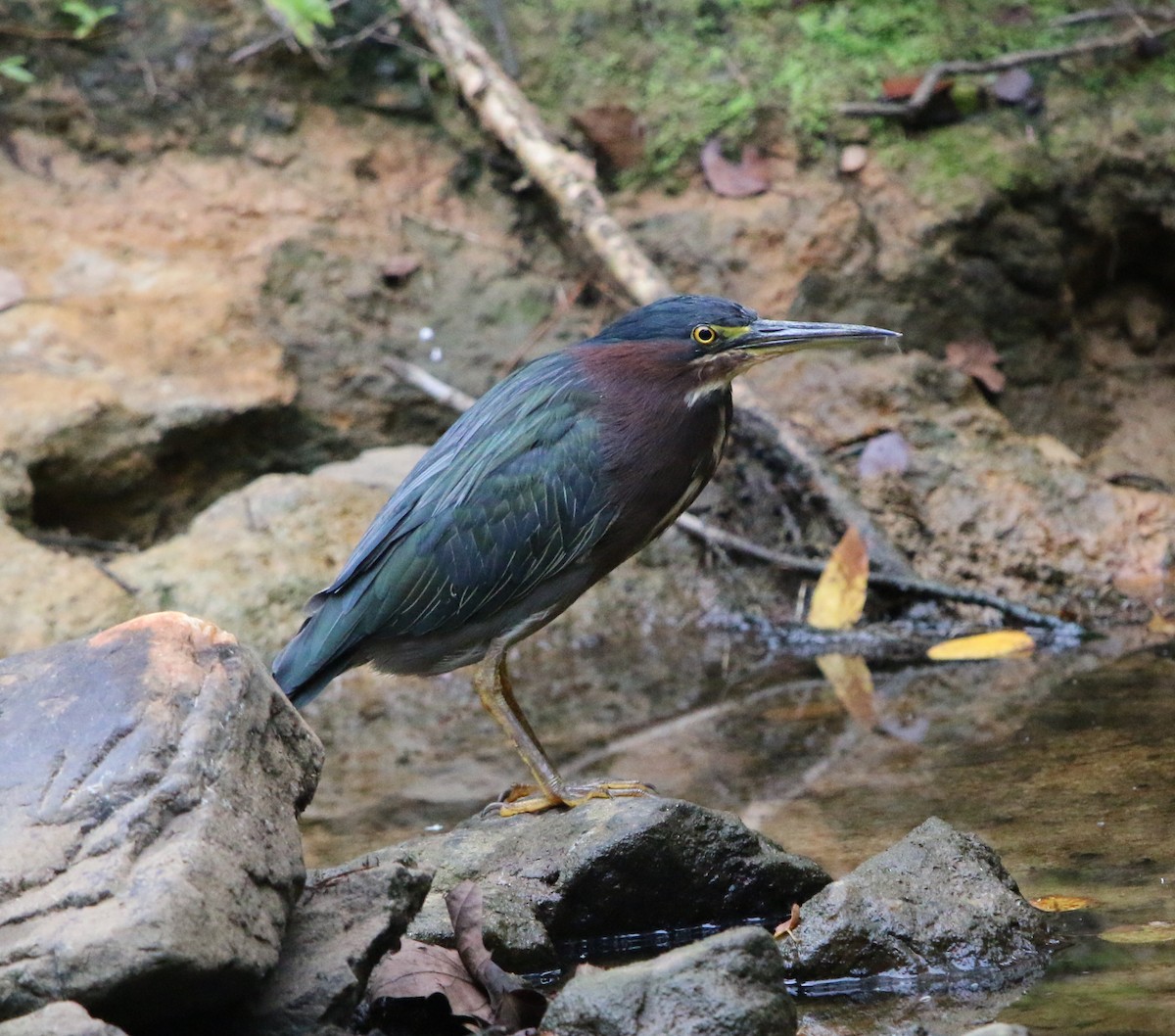 Green Heron - ML175593561