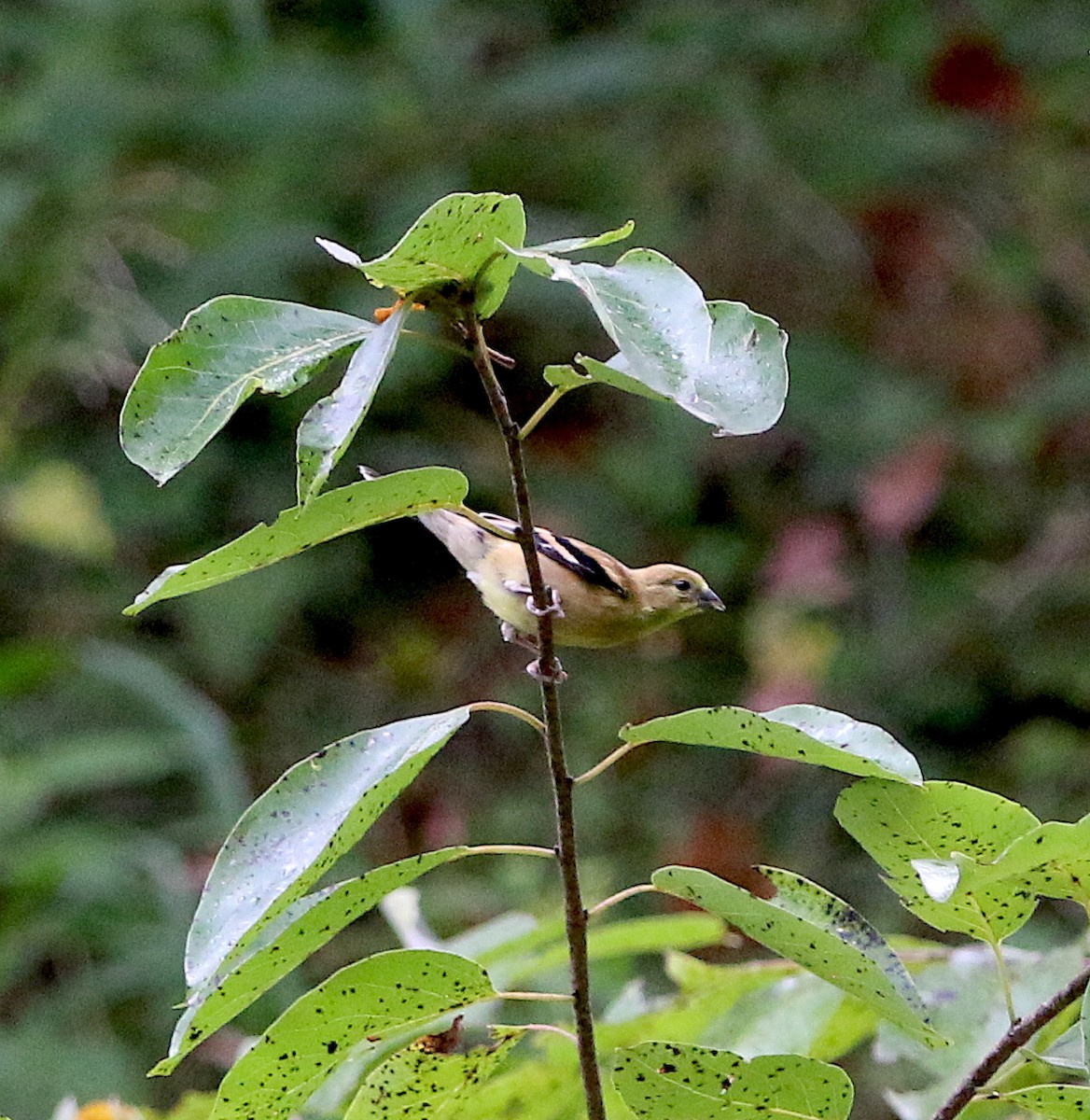 American Goldfinch - ML175593601