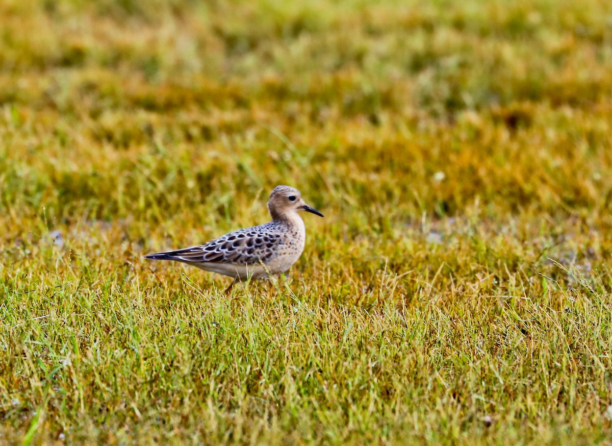 Buff-breasted Sandpiper - ML175593691