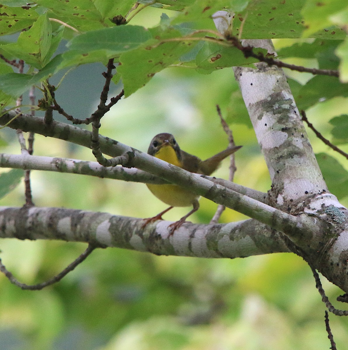 Common Yellowthroat - ML175593701
