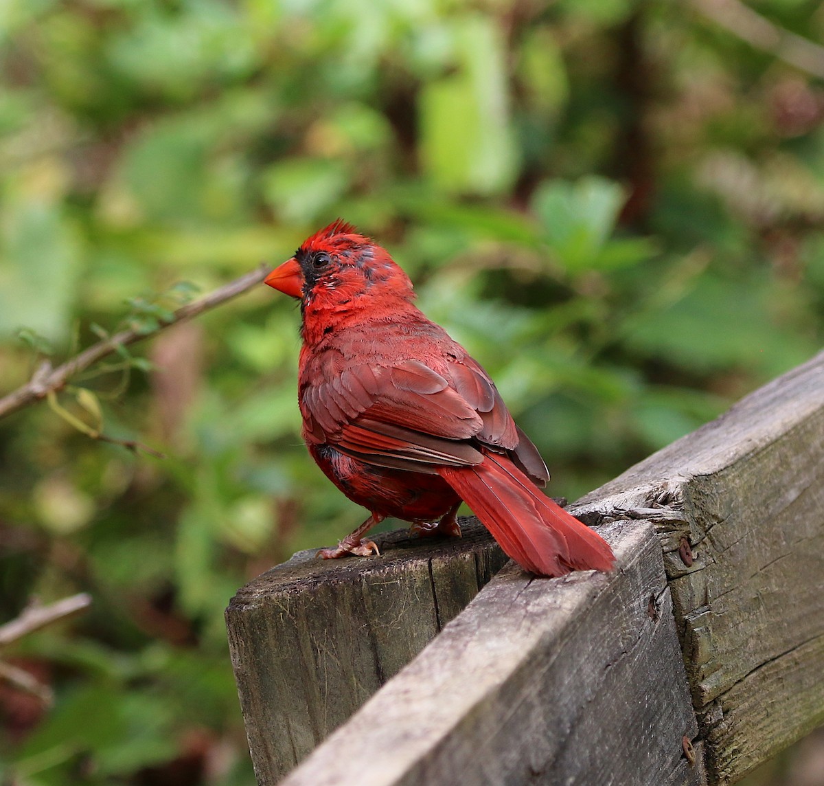 Northern Cardinal - ML175593901