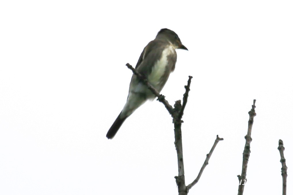 Olive-sided Flycatcher - ML175595701