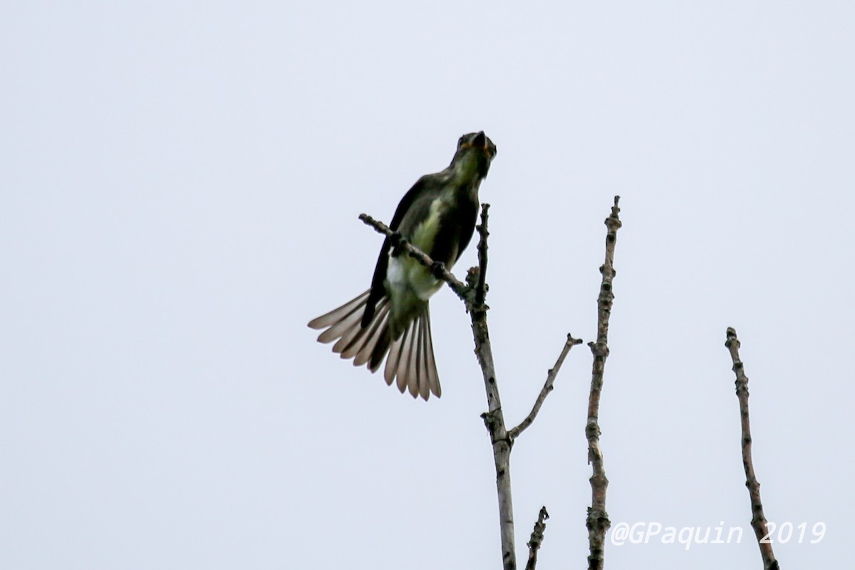 Olive-sided Flycatcher - ML175595711