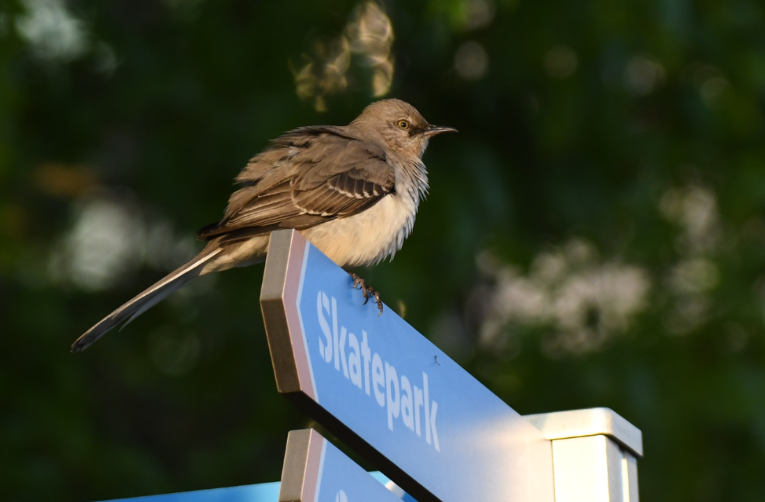 Northern Mockingbird - ML175596941