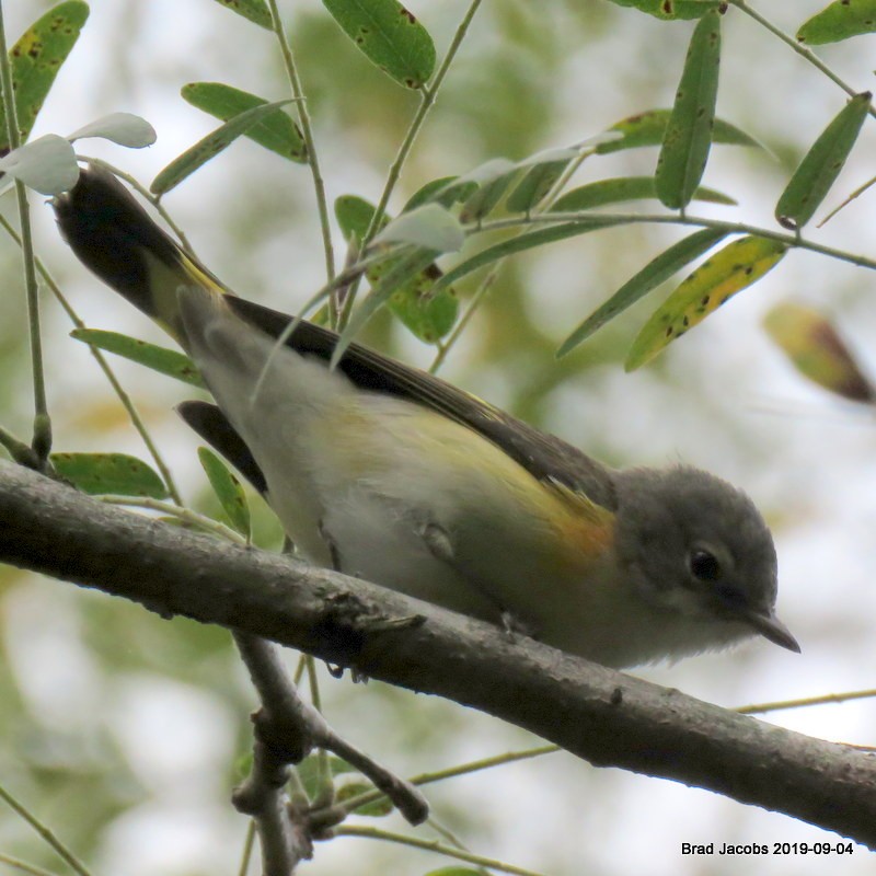 American Redstart - Brad Jacobs