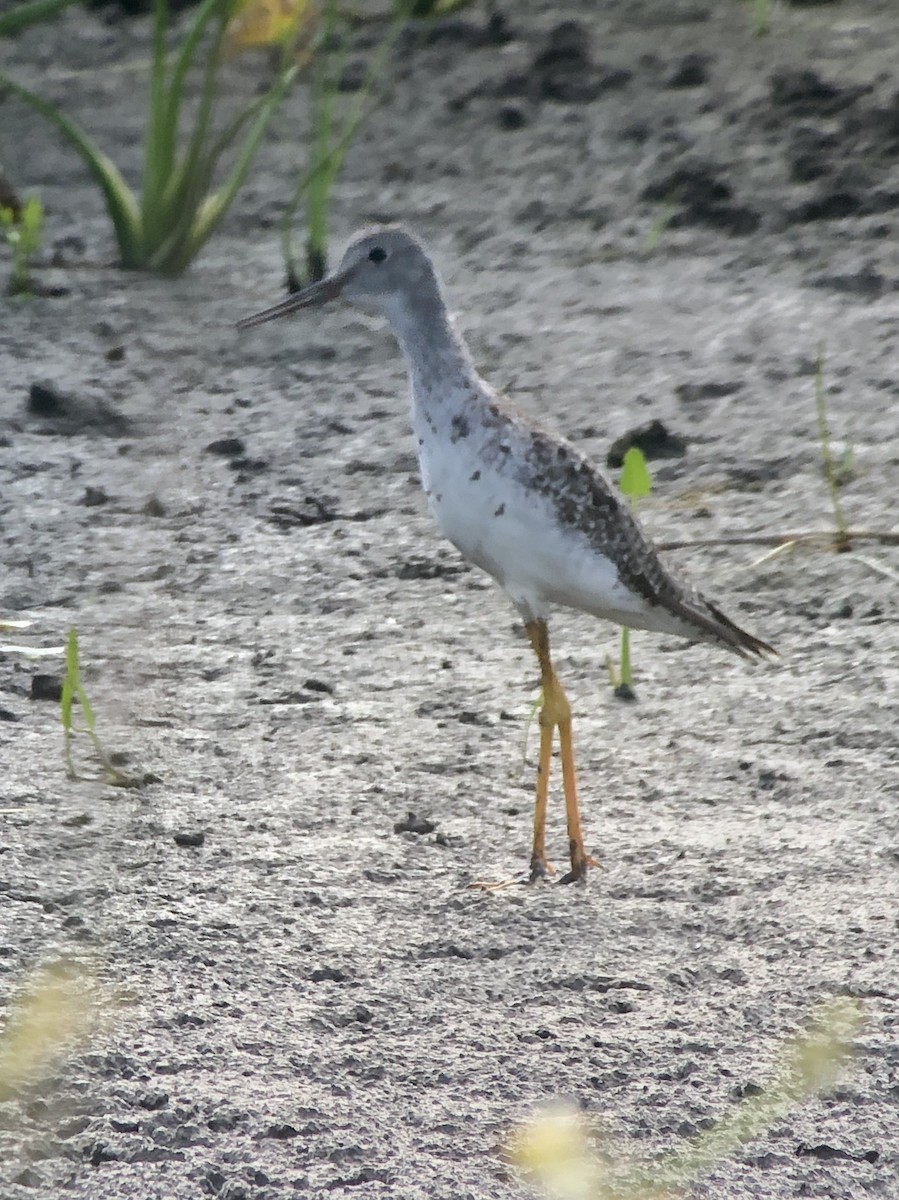 Lesser Yellowlegs - Soule Mary