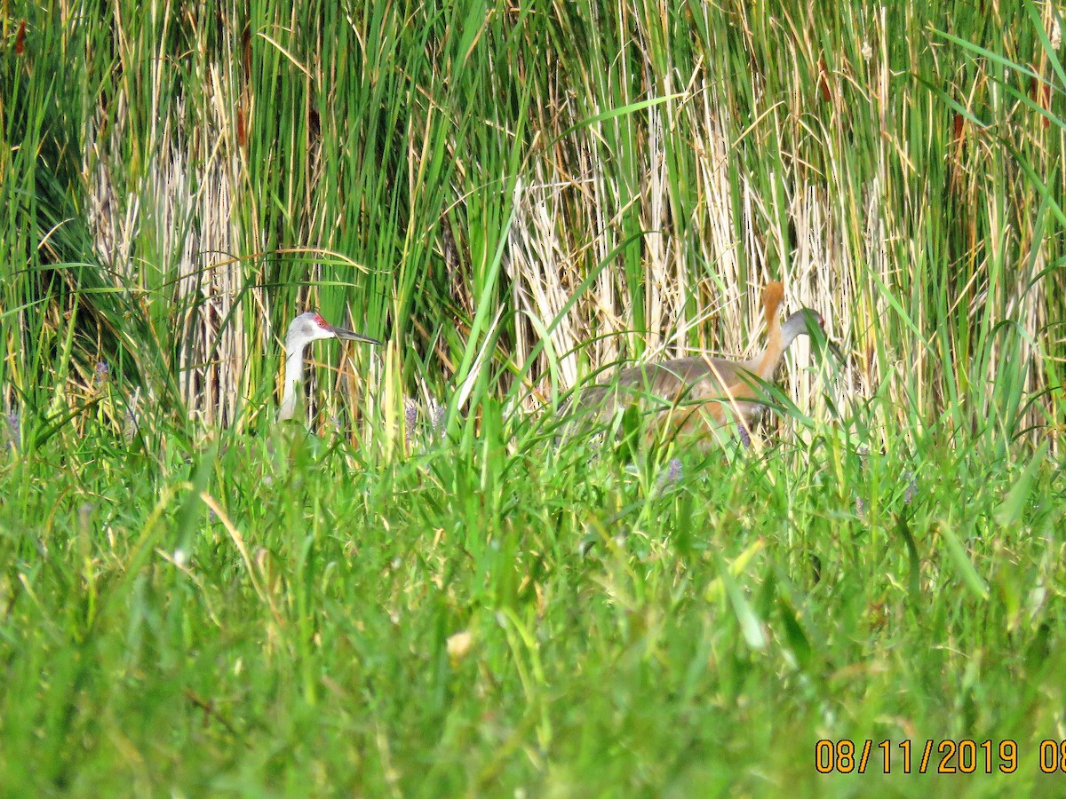 Sandhill Crane - ML175602191