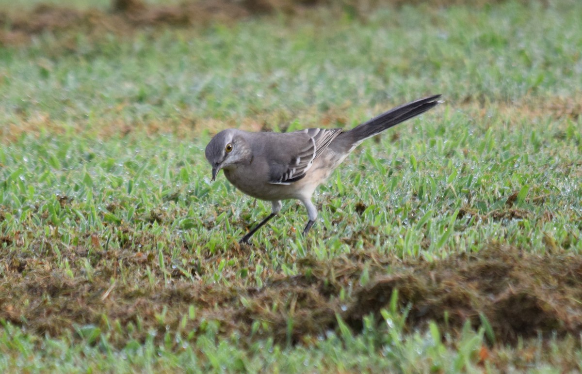 Northern Mockingbird - ML175604531