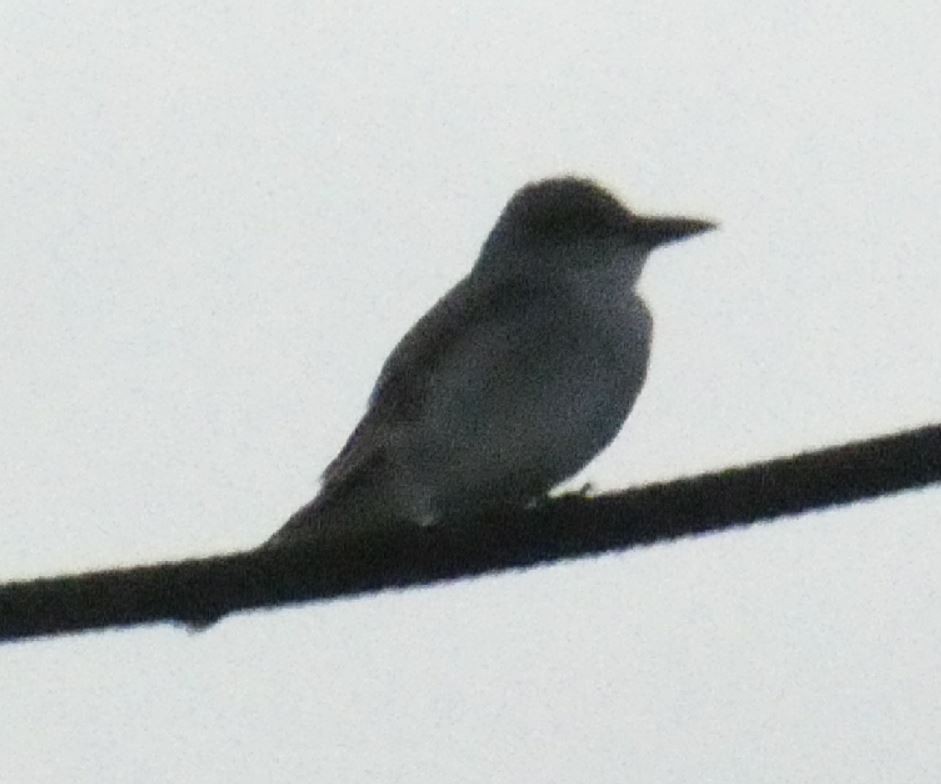 Gray Kingbird - ML175604881