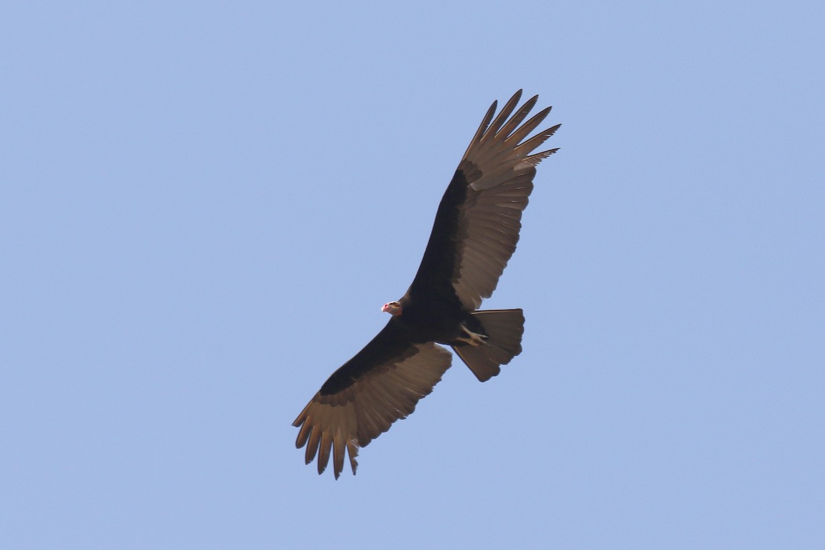 Lesser Yellow-headed Vulture - ML175605201