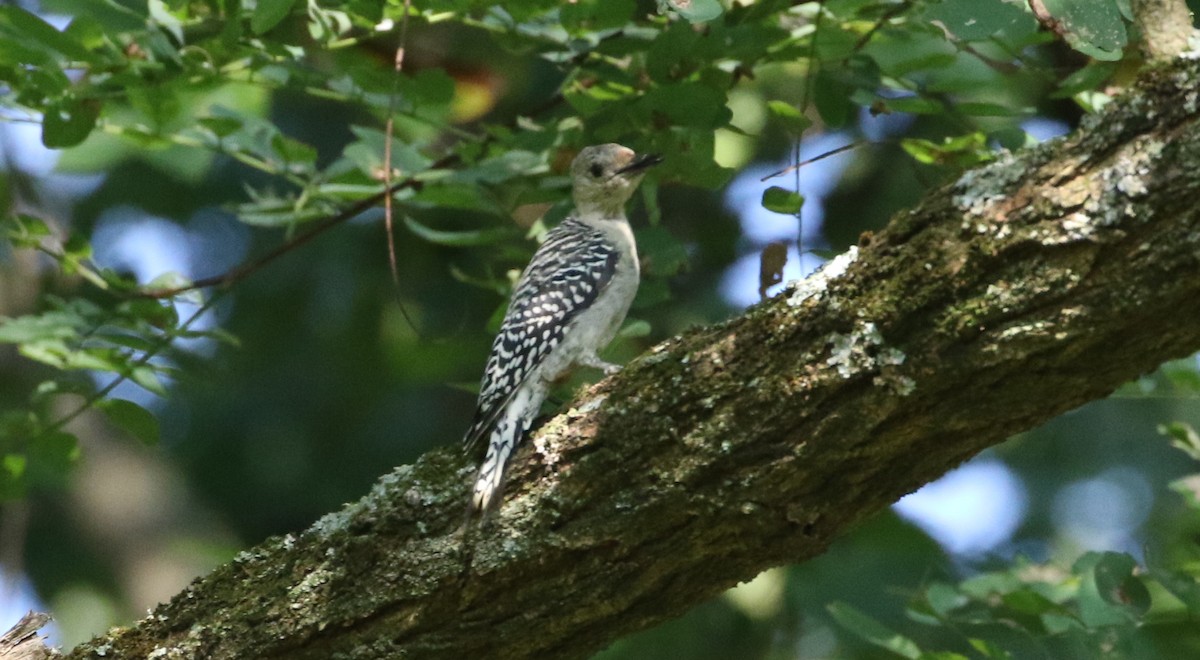 eBird Checklist - 4 Sep 2019 - Oregon Ridge Park - 40 species