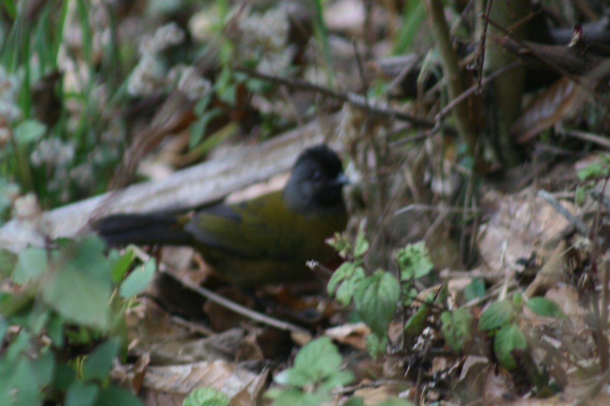 Large-footed Finch - ML175609541