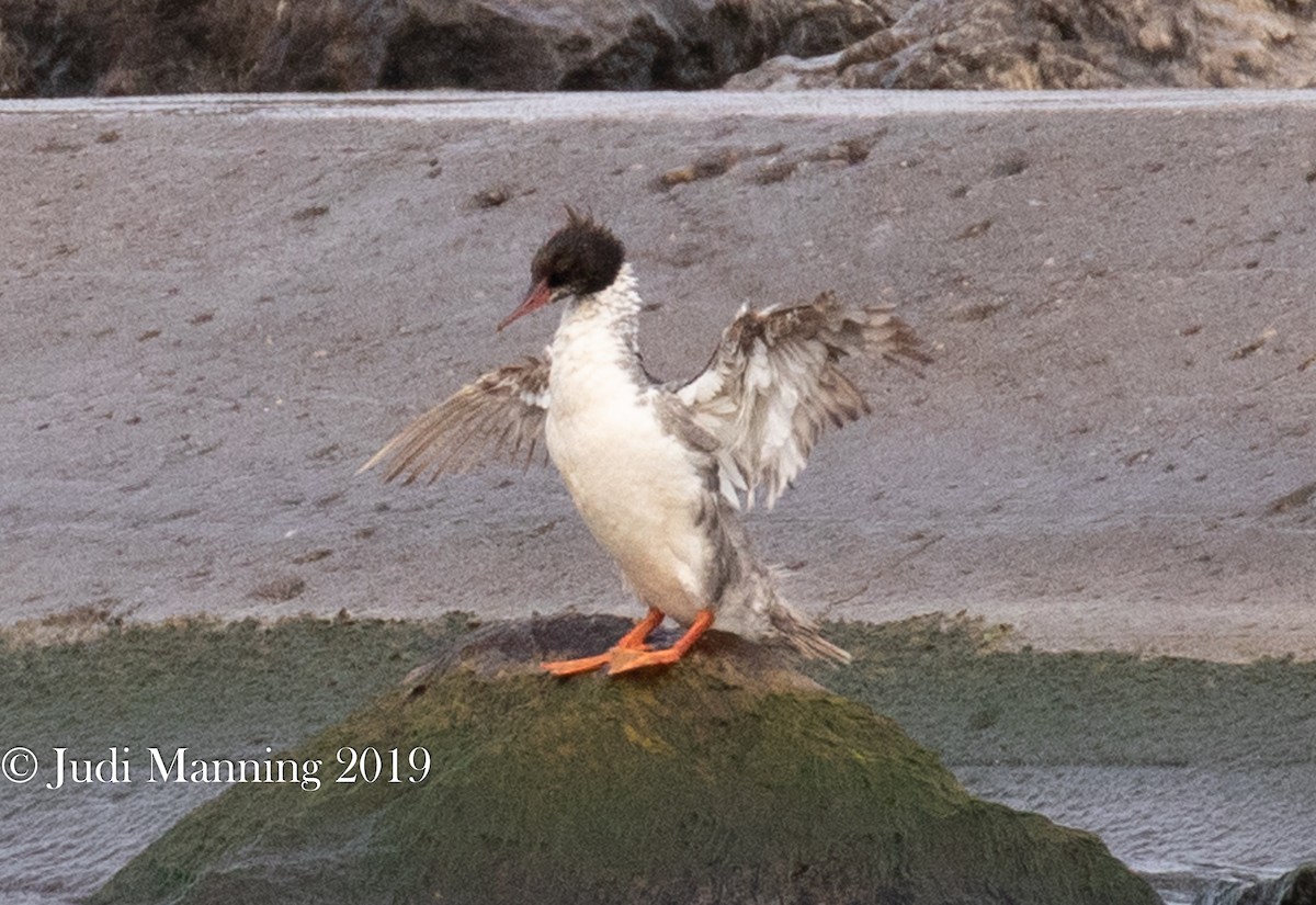 Common Merganser - Carl & Judi Manning