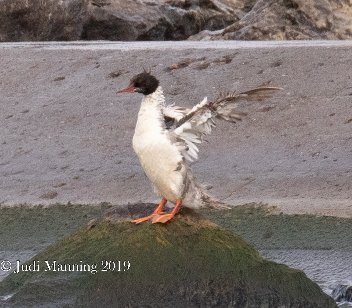 Common Merganser - Carl & Judi Manning