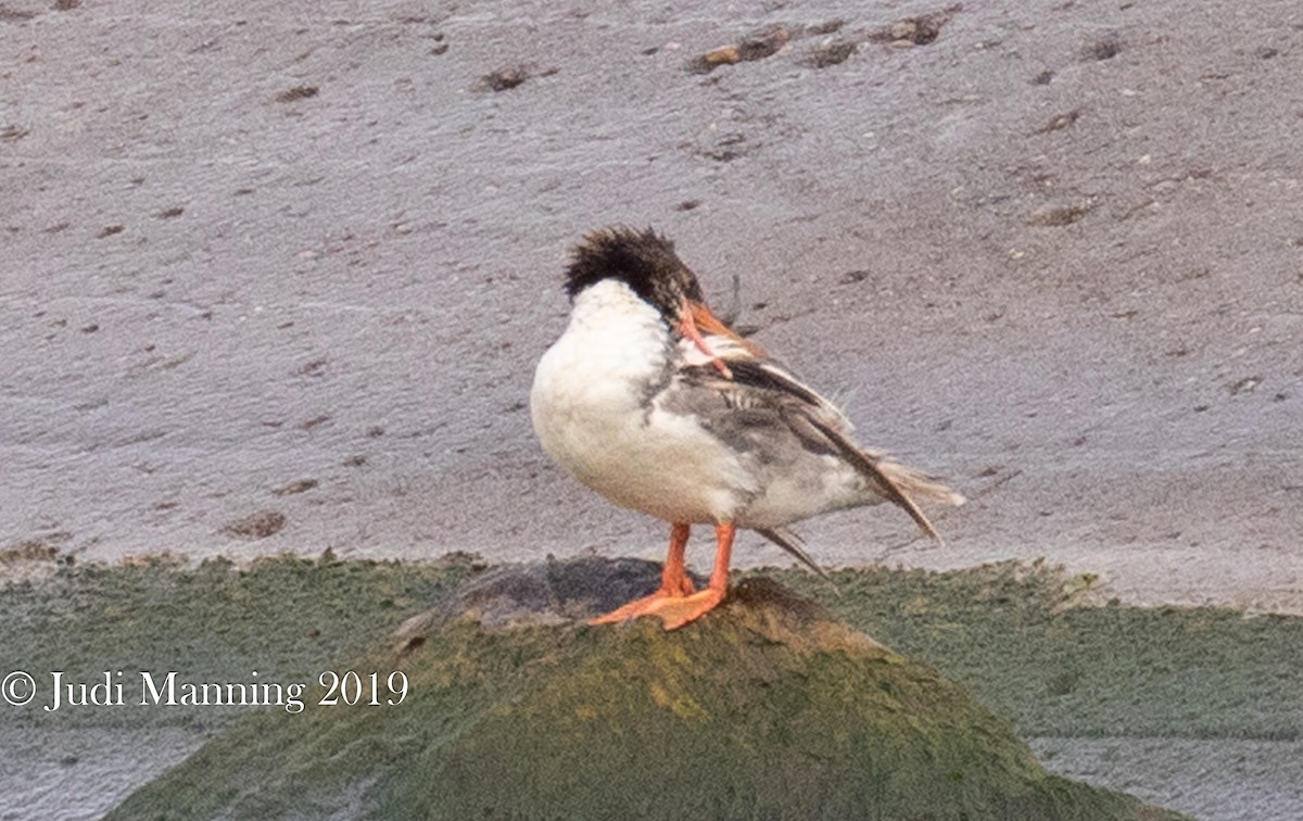 Common Merganser - Carl & Judi Manning