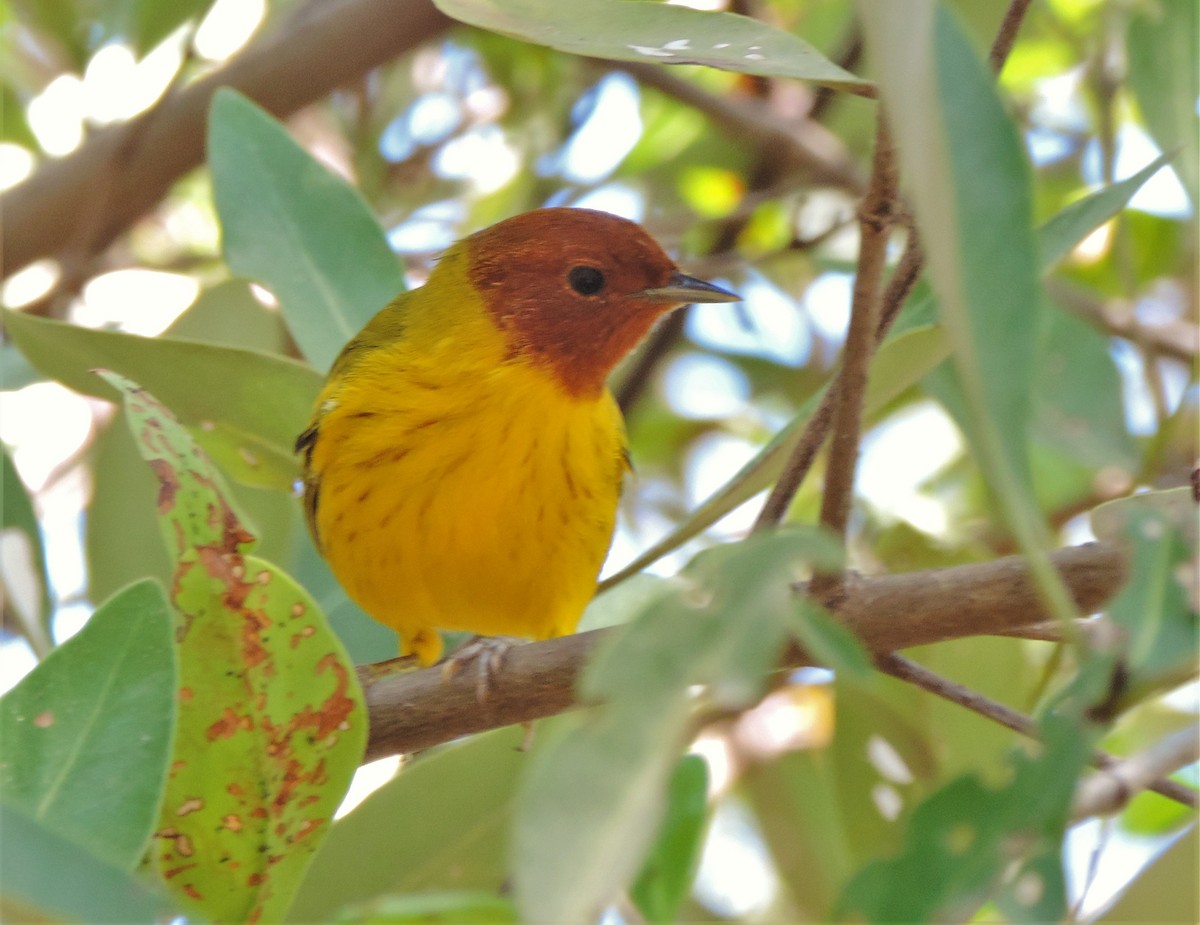 Northern/Mangrove Yellow Warbler - ML175610281