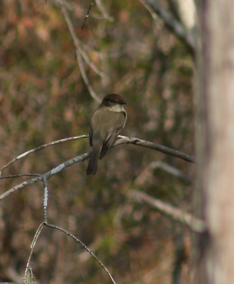 Eastern Phoebe - ML175611571