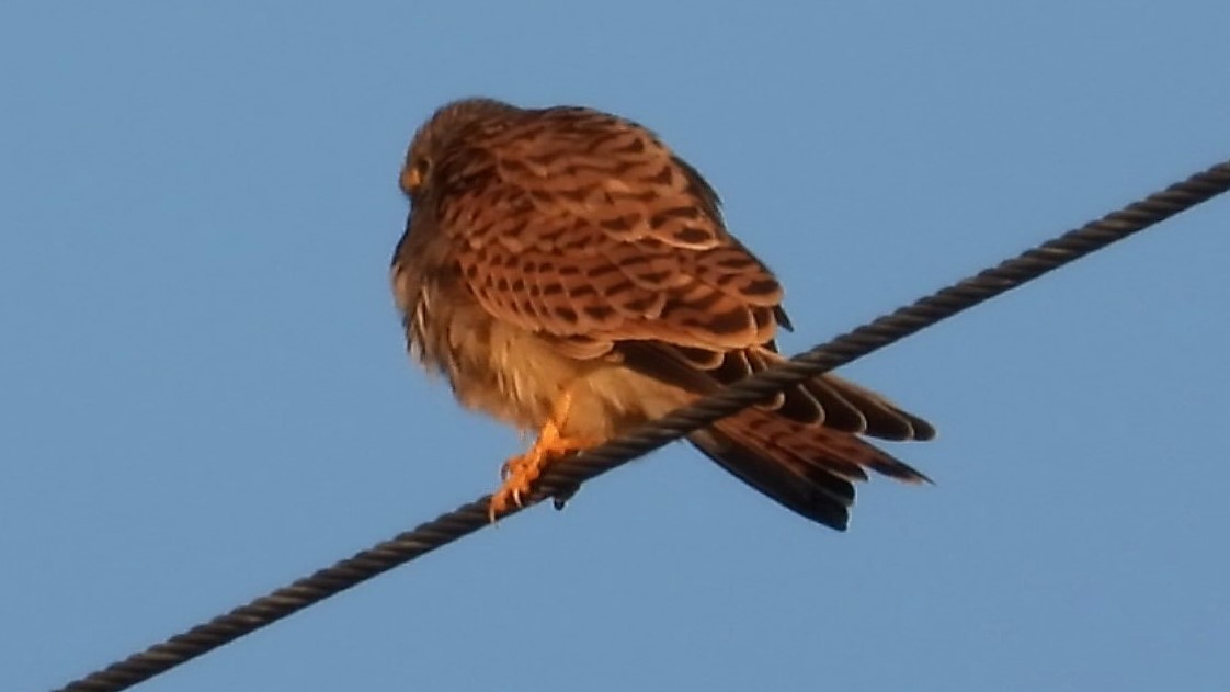 Lesser Kestrel - ML175612851