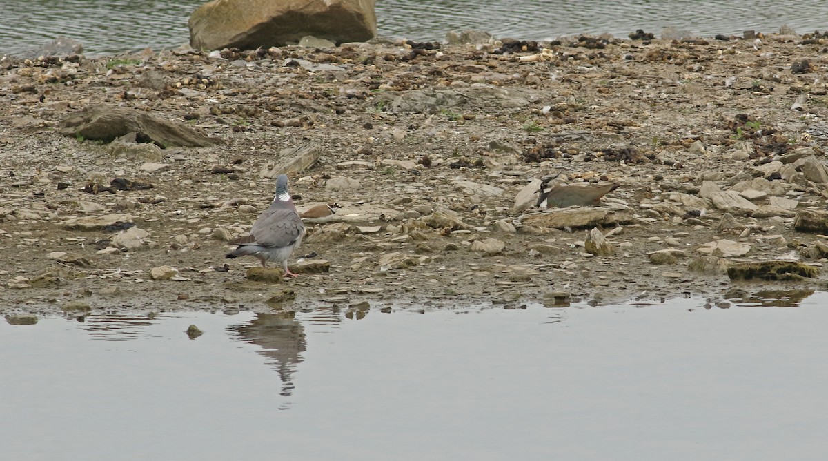 Common Wood-Pigeon - ML175613211