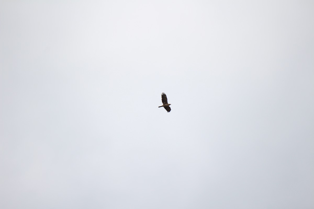 Wahlberg's Eagle - ML175614751