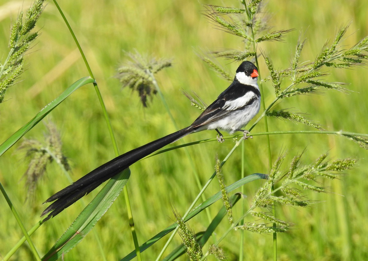 Pin-tailed Whydah - Marina Ribeiro