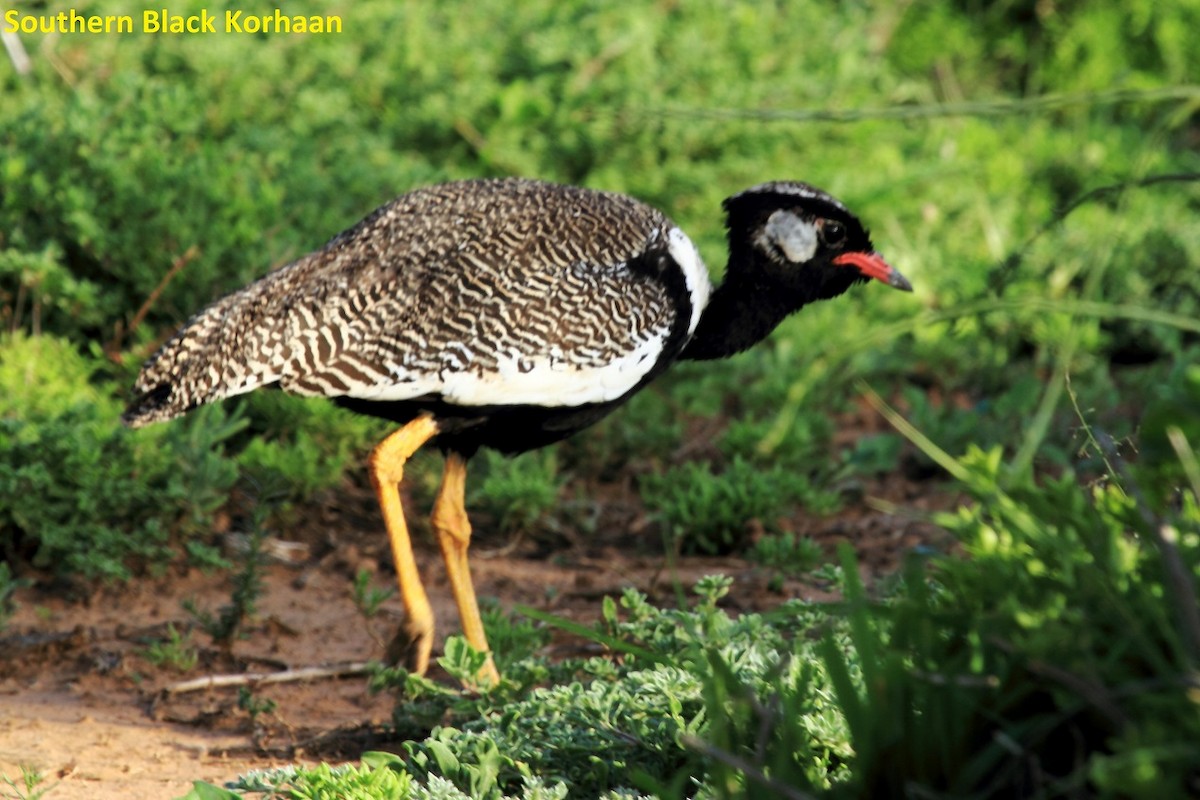 Black Bustard - ML175617421