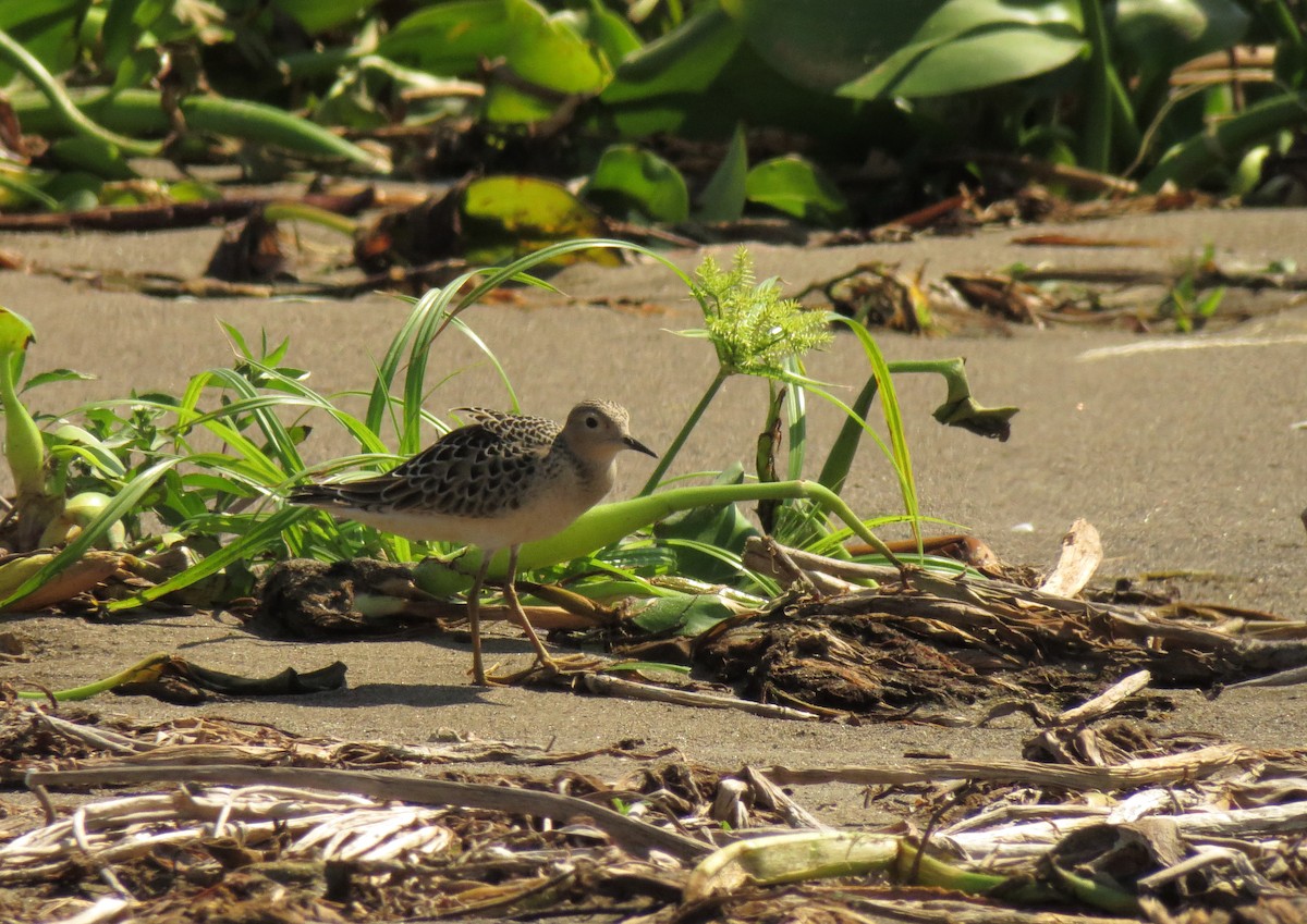 Buff-breasted Sandpiper - ML175618411