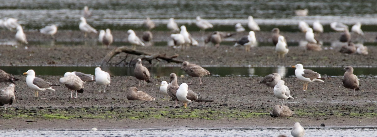 Lesser Black-backed Gull - john tuach