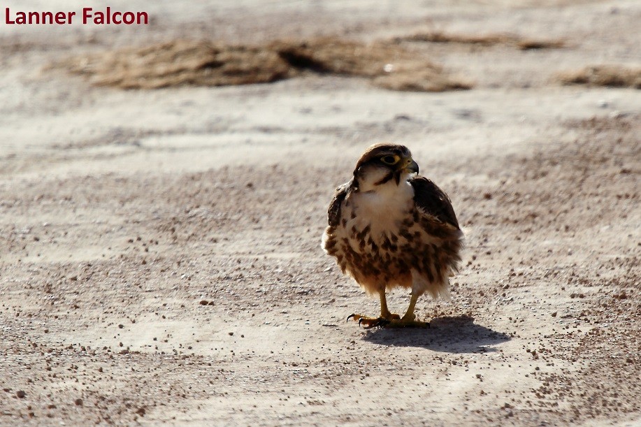 Lanner Falcon - ML175619361