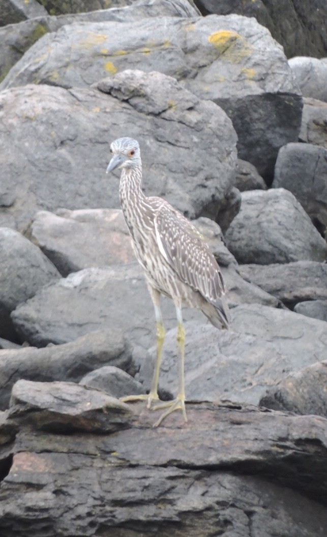 Yellow-crowned Night Heron - ML175620881