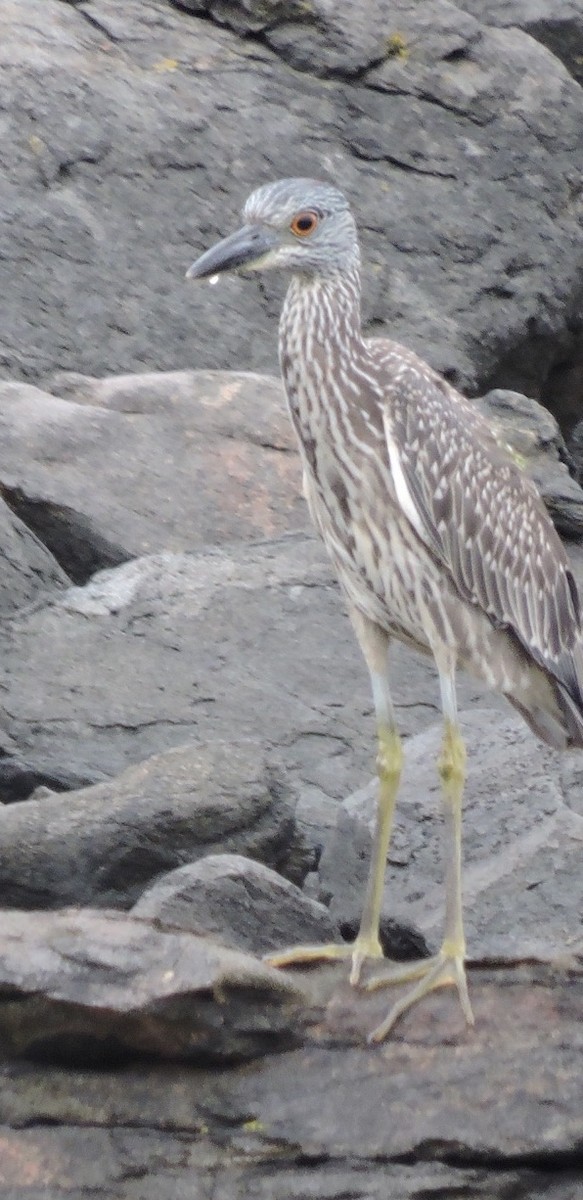 Yellow-crowned Night Heron - ML175620891