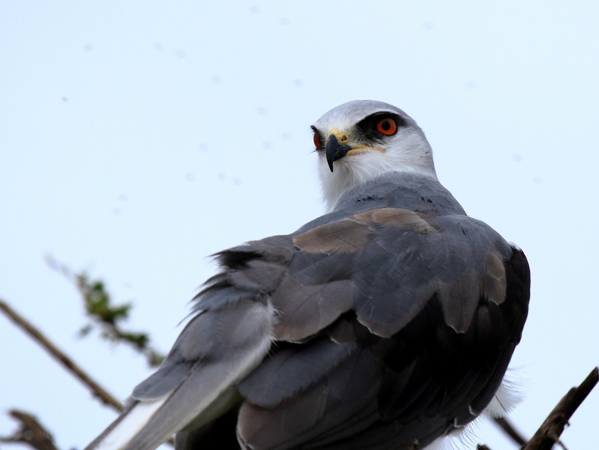 Black-winged Kite (African) - ML175621221