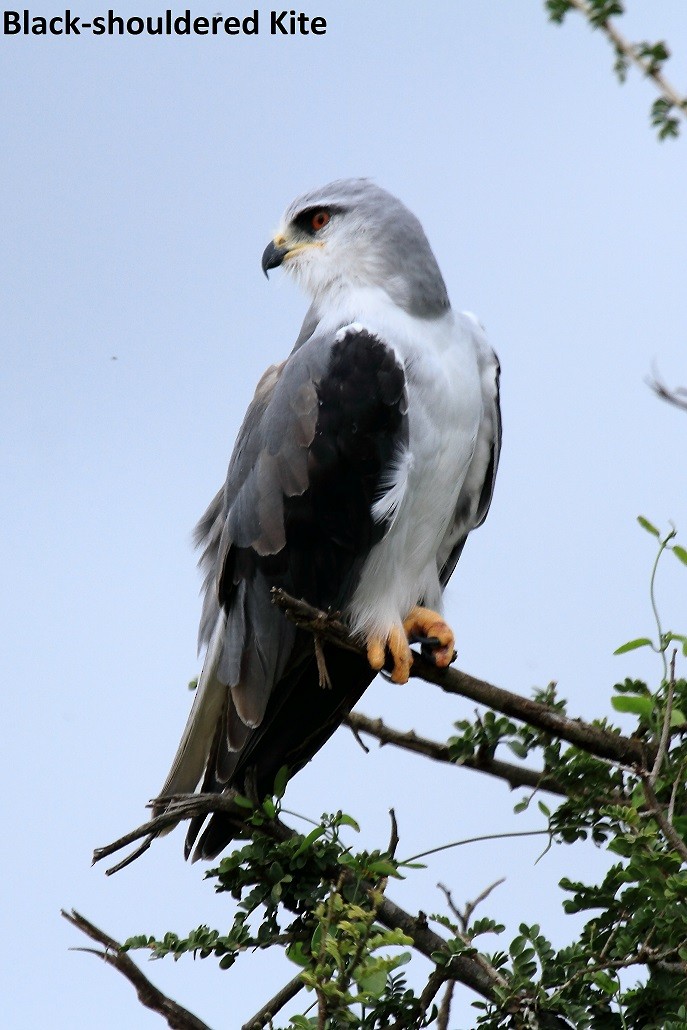 Black-winged Kite (African) - Butch Carter
