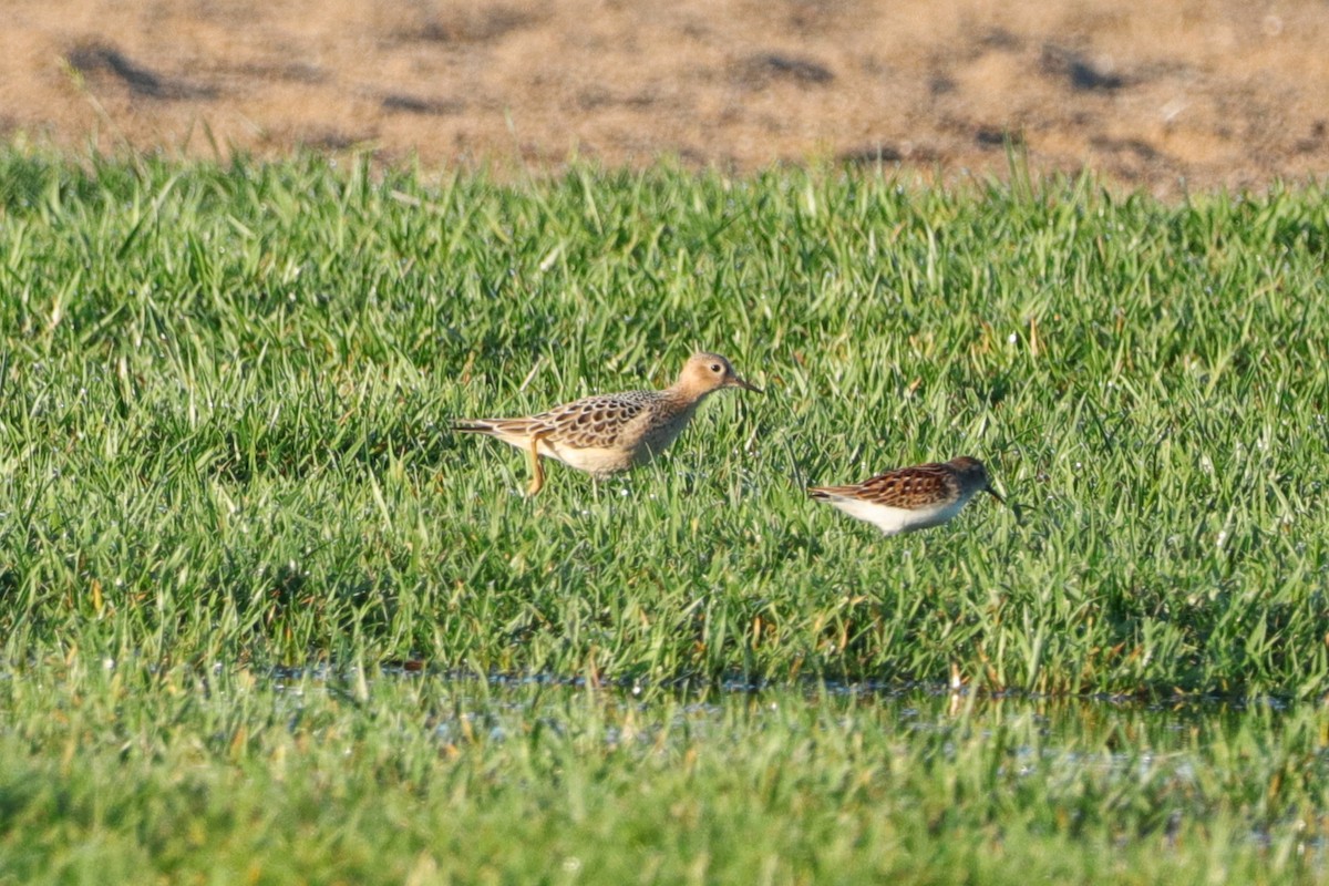 Buff-breasted Sandpiper - ML175621851