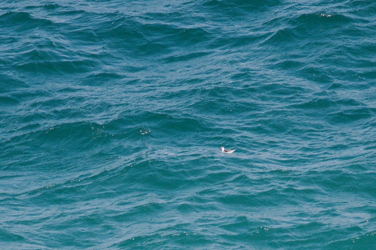 Red Phalarope - ML175623291