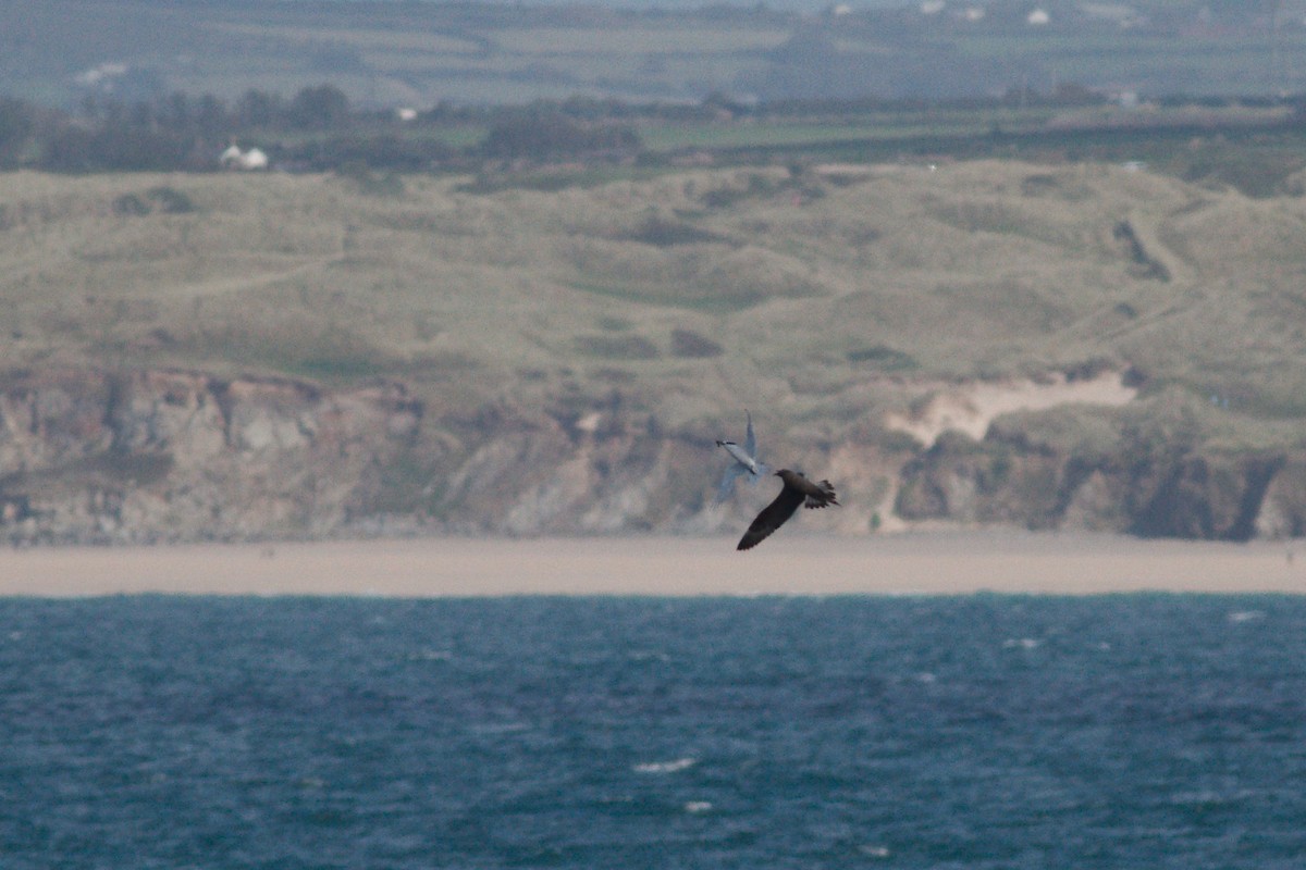 Parasitic Jaeger - ML175623311