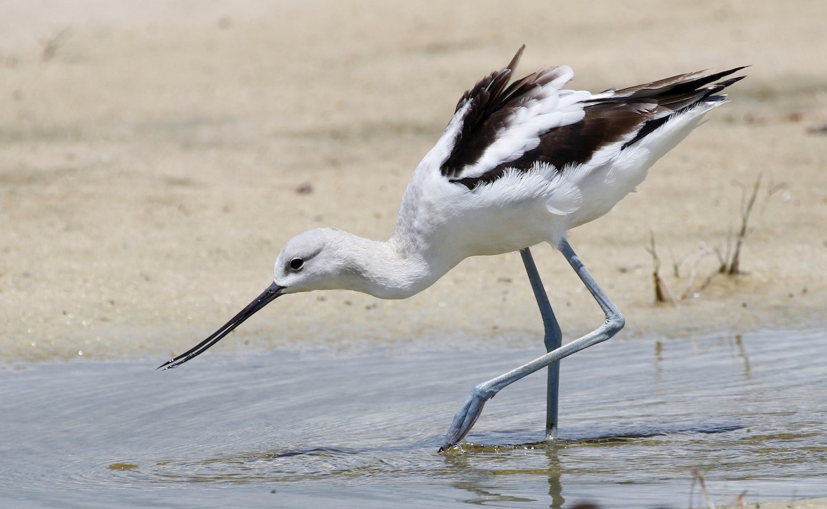 American Avocet - Anne Ruben