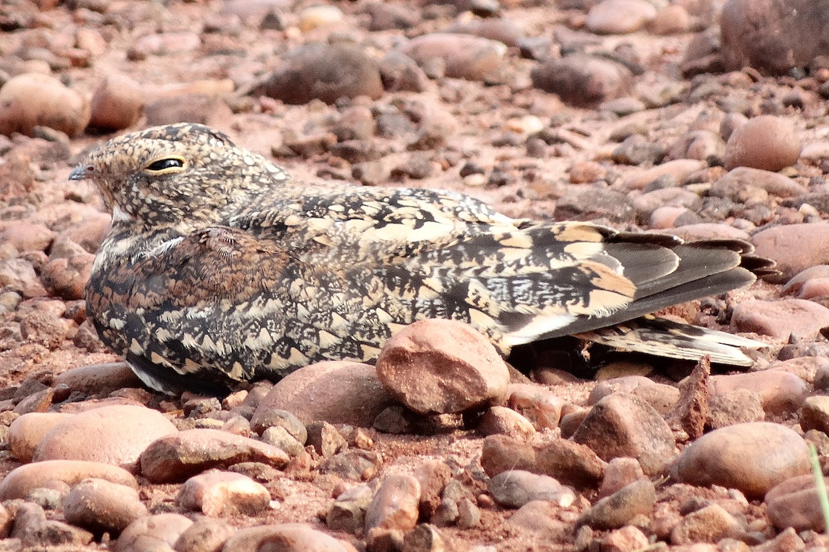 コビトアメリカヨタカ - ML175623941