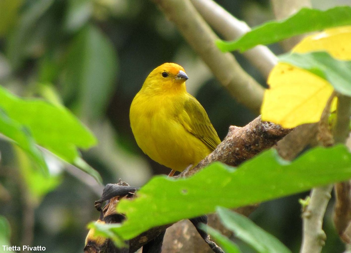 Saffron Finch - Maria Antonietta Castro Pivatto