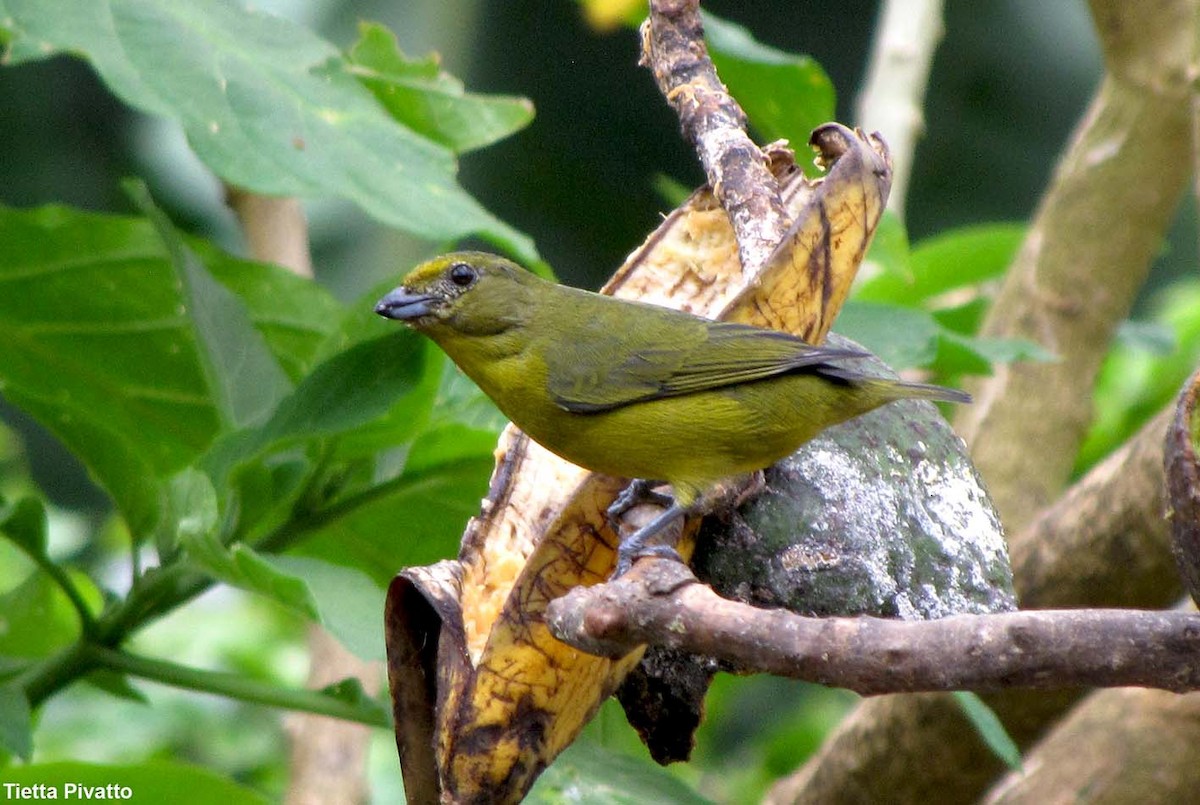 Violaceous Euphonia - Maria Antonietta Castro Pivatto