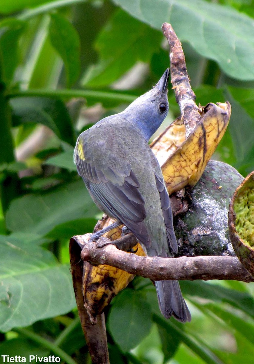 Golden-chevroned Tanager - ML175624971