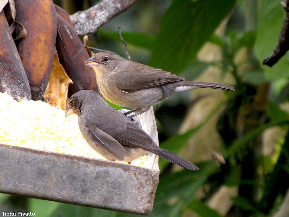 Pileated Finch - ML175625021