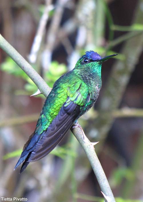 kolibřík fialovotemenný - ML175625071