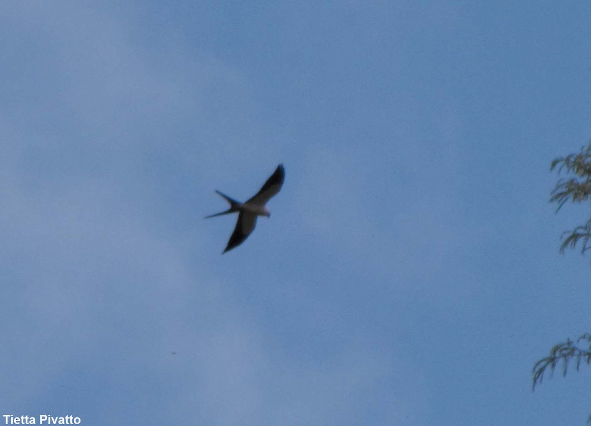 Swallow-tailed Kite - Maria Antonietta Castro Pivatto