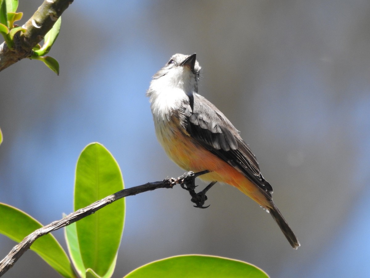 Vermilion Flycatcher - Katherine  Edison